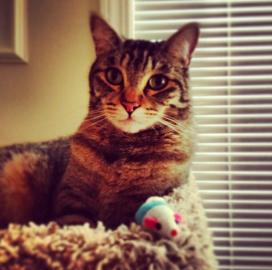 PigglesMouse