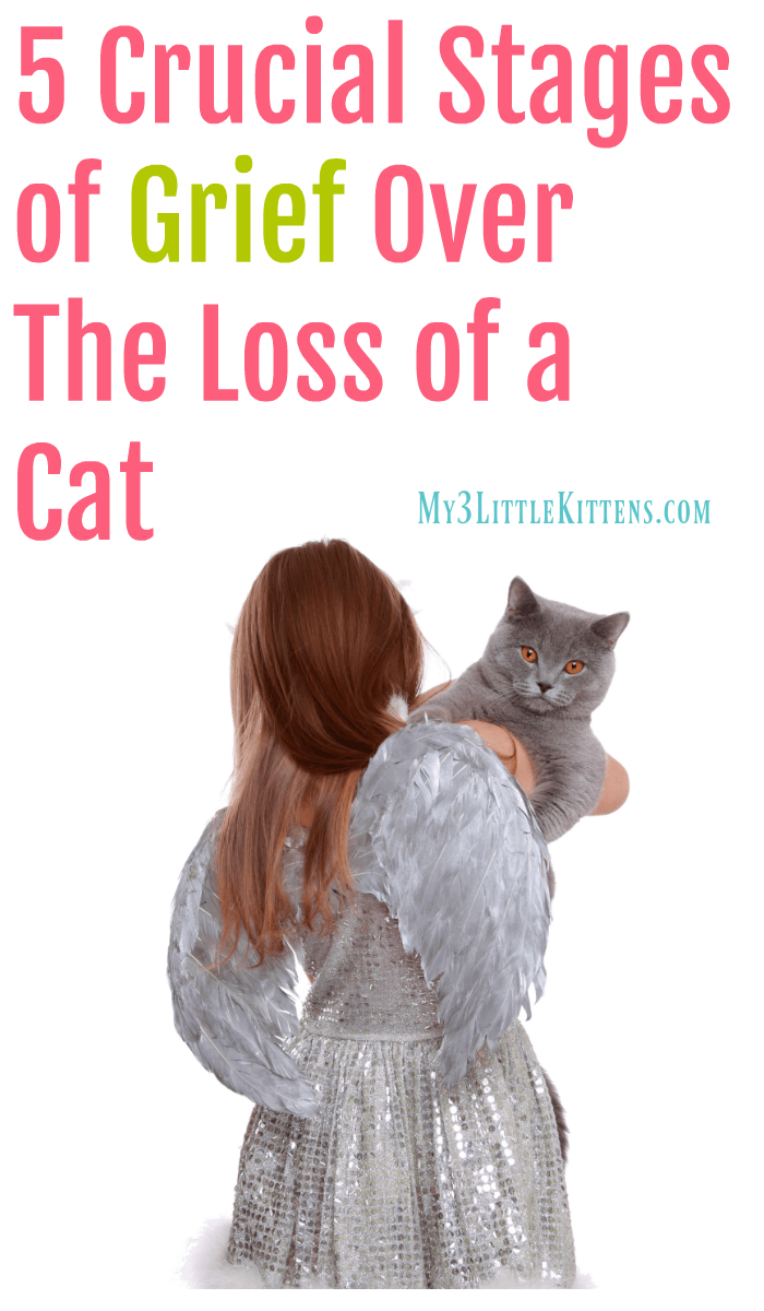 5 Crucial Stages of Grief Over The Loss of a Cat My 3 Little Kittens