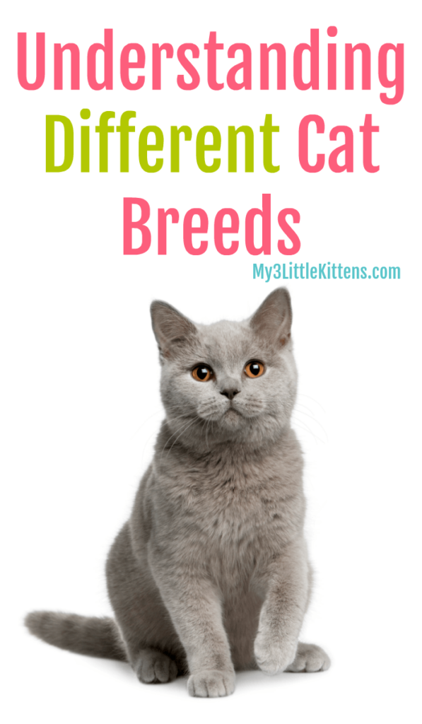 Understanding Different Cat Breeds My 3 Little Kittens