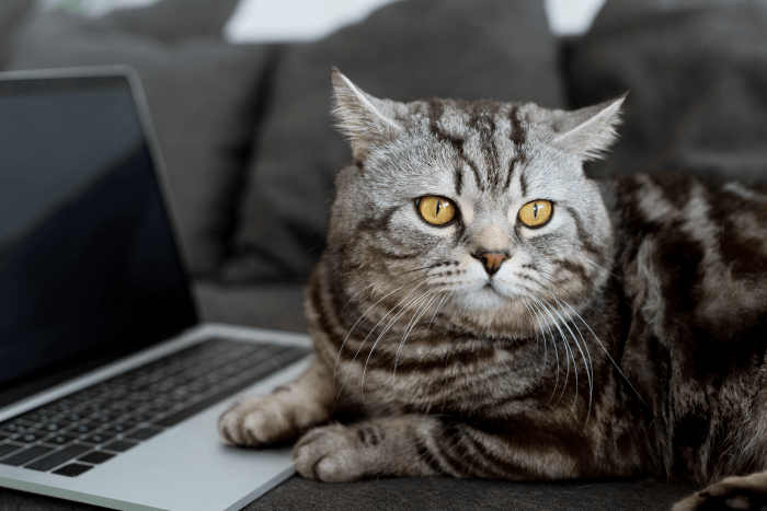 ÐÐ�ÑÑÐ¸Ð½ÐºÐ¸ Ð¿Ð¾ Ð�Ð�Ð¿ÑÐ¾ÑÑ domestic short-haired cat
