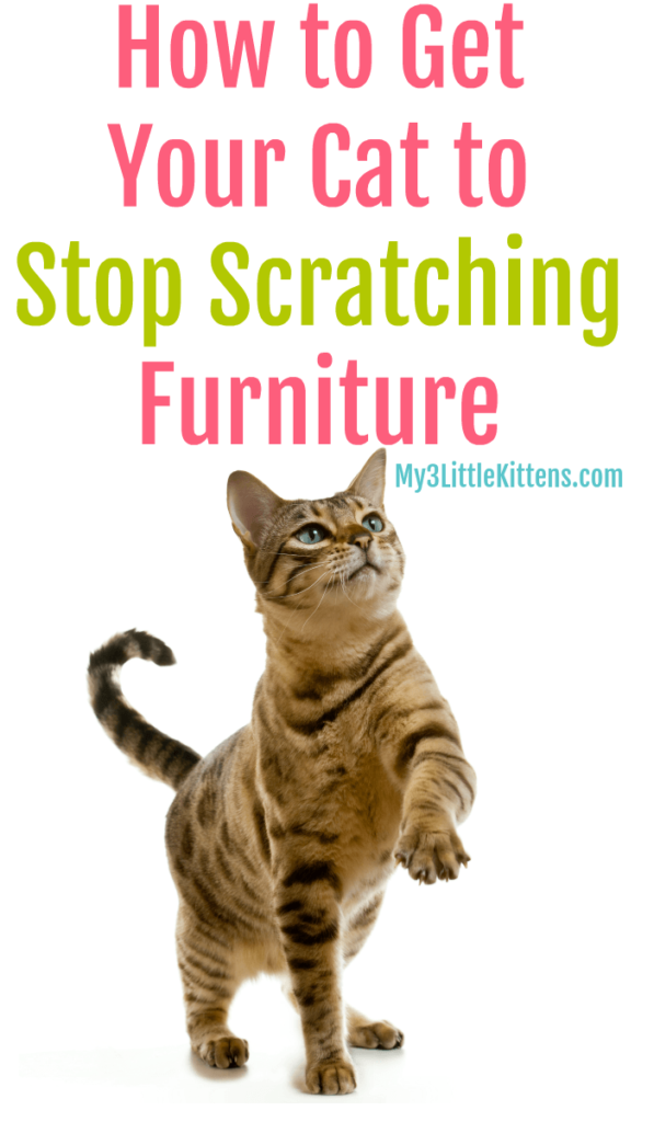 How to Get Your Cat to Stop Scratching Furniture My 3 Little Kittens