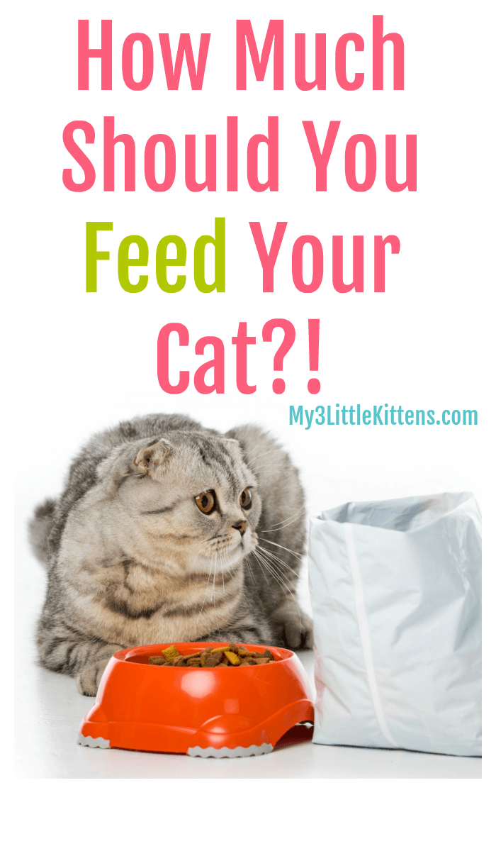 How Much Should You Feed Your Cat - My 3 Little Kittens